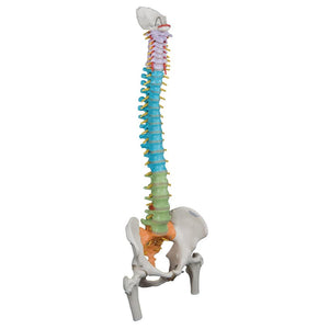 Didactic Flexible Spine Model with Femur Heads