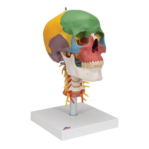 Didactic Skull Model on Cervical Spine, 4 part