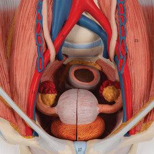 Dual Gender Urinary System, 6-part