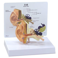 Ear Model with Educational Key Card