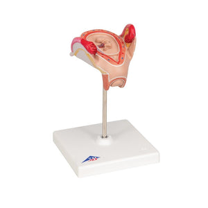 Embryo Model, 2 Month