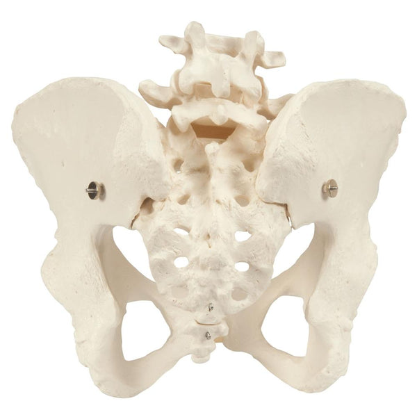 Female Pelvic Skeleton Model A61 – GTSimulators.com