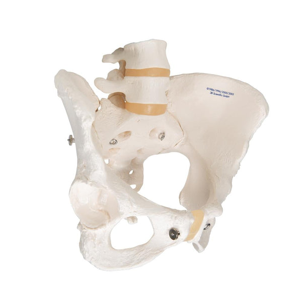 Female Pelvic Skeleton Model A61 – GTSimulators.com