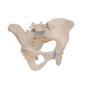 Female Pelvis Model, 3 part