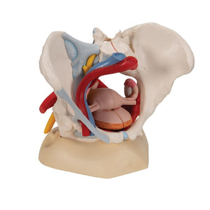 Female Pelvis Model with Ligaments, Pelvic Floor and Organs, 6 part