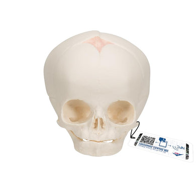 Fetal Skull Model in the 30th Week of Pregnancy