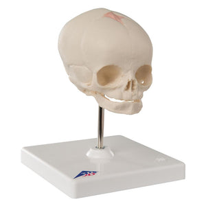 Fetal Skull Model, with stand