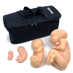 Fetus Model Set of 4, Beige