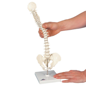 Flexible Mini Spinal Column on Base