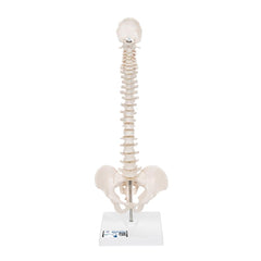 Flexible Mini Spinal Column on Base