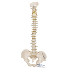 Flexible Mini Spinal Column Without Base