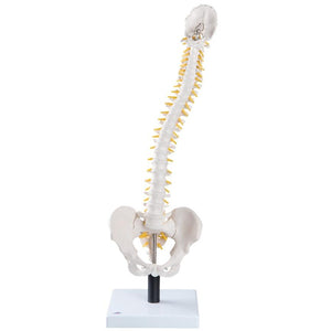 Flexible Spine with Soft Intervertebral Discs