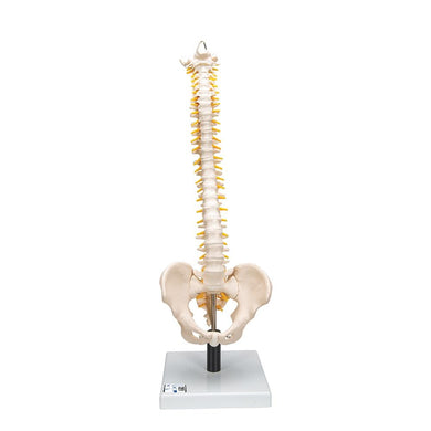 Flexible Spine with Soft Intervertebral Discs