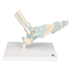 Foot Skeleton Model with Ligaments