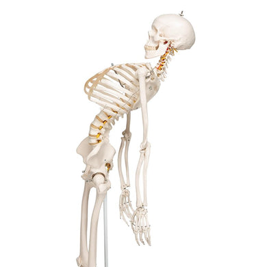 Fred Flexible Skeleton on Pelvic Stand