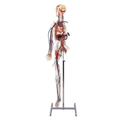 Full-Figure Circulatory System with Half Skeleton