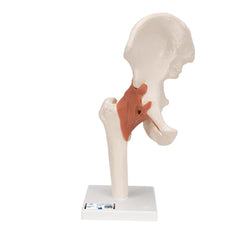 Functional Hip Joint Model