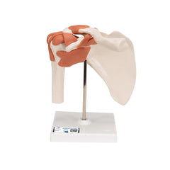 Functional Shoulder Joint Model