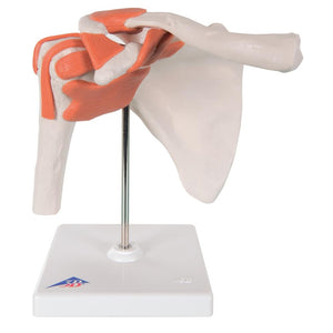 Functional Shoulder Joint Model