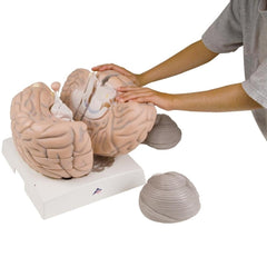 Giant Brain, 2.5x full-size, 14 part