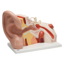 Giant  Ear Model, 5x Life Size, 3-part