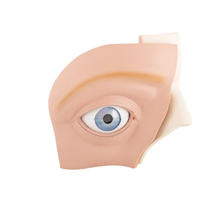 Giant Eye Model, 5x full-size, 12 part