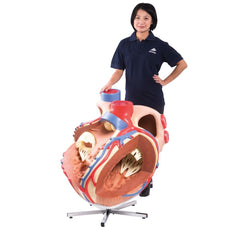 Giant Heart Model, 8 Times Life Size