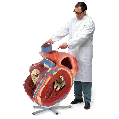 Giant Heart Model, 8 Times Life Size