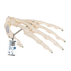 Hand Skeleton Wire Mounted