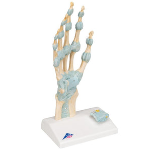 Hand Skeleton with Ligaments and Carpal Tunnel