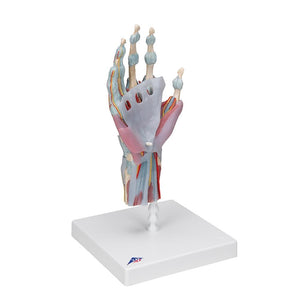 Hand Skeleton with Ligaments and Muscles