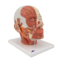 Head Musculature Model with Nerves