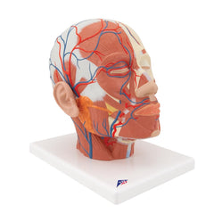 Head Musculature with Blood Vessels