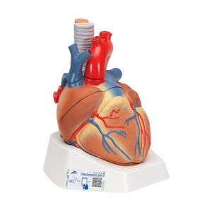 Heart Anatomy Model, 7-part