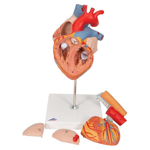 Heart with Esophagus and Trachea, 2x life size, 5 part