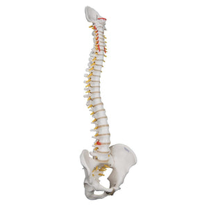 Highly Flexible Spine Model