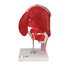 Hip Joint Model with Muscles, 7-part