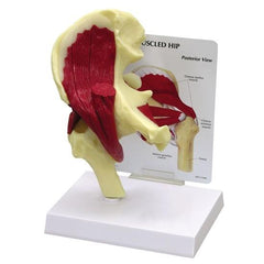 Hip Joint Model With Muscles