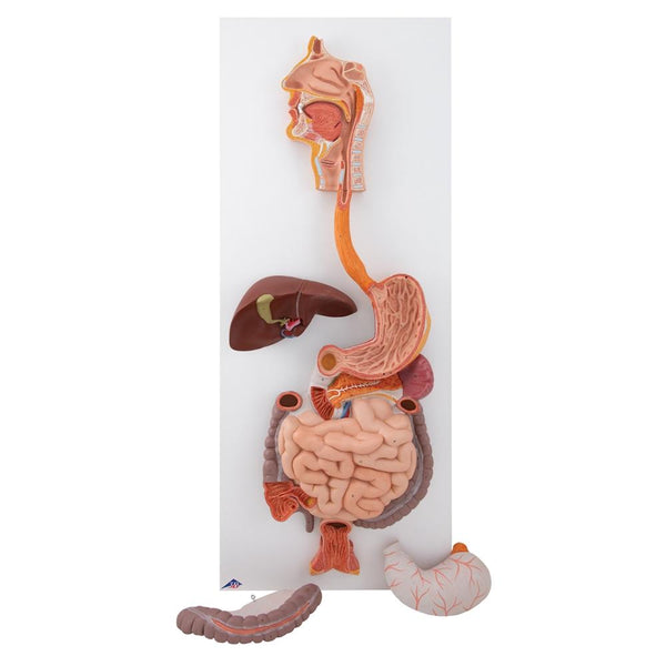 Human Digestive System, 3-part K21 – GTSimulators.com