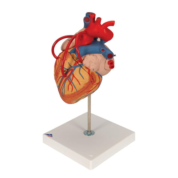 Human Heart Model with Venal Bypass, 2x life-size, 4 part ...