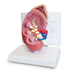 Human Kidney Model