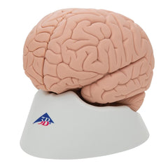 Introductory Brain Model, 2 part