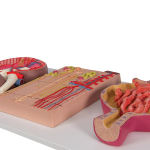 Kidney Section Model with Nephrons, Blood Vessels & Renal Corpuscle