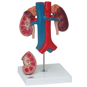 Kidneys Model with Vessels, 2-part