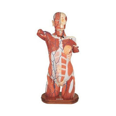 Kyoto Kagaku Human Torso Anatomy Model