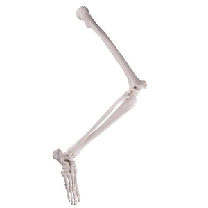 Leg Skeleton Wire Mounted