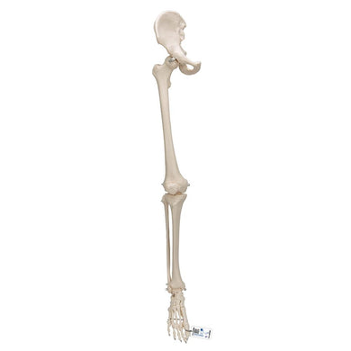 Leg Skeleton with Hip Bone