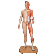 Life-Size Dual Gender Asian Human Figure, 39-part