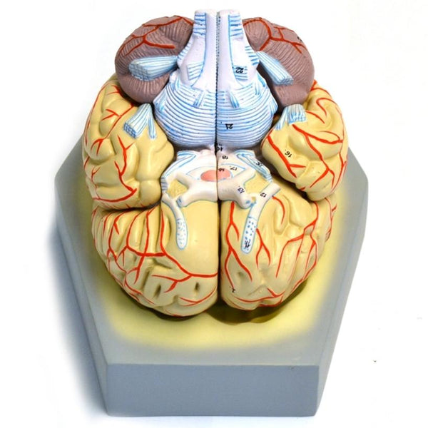 Life-size Human Brain Model With Arteries, 9 Parts – GTSimulators.com