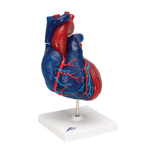 Life-size Magnetic Heart, 5 parts